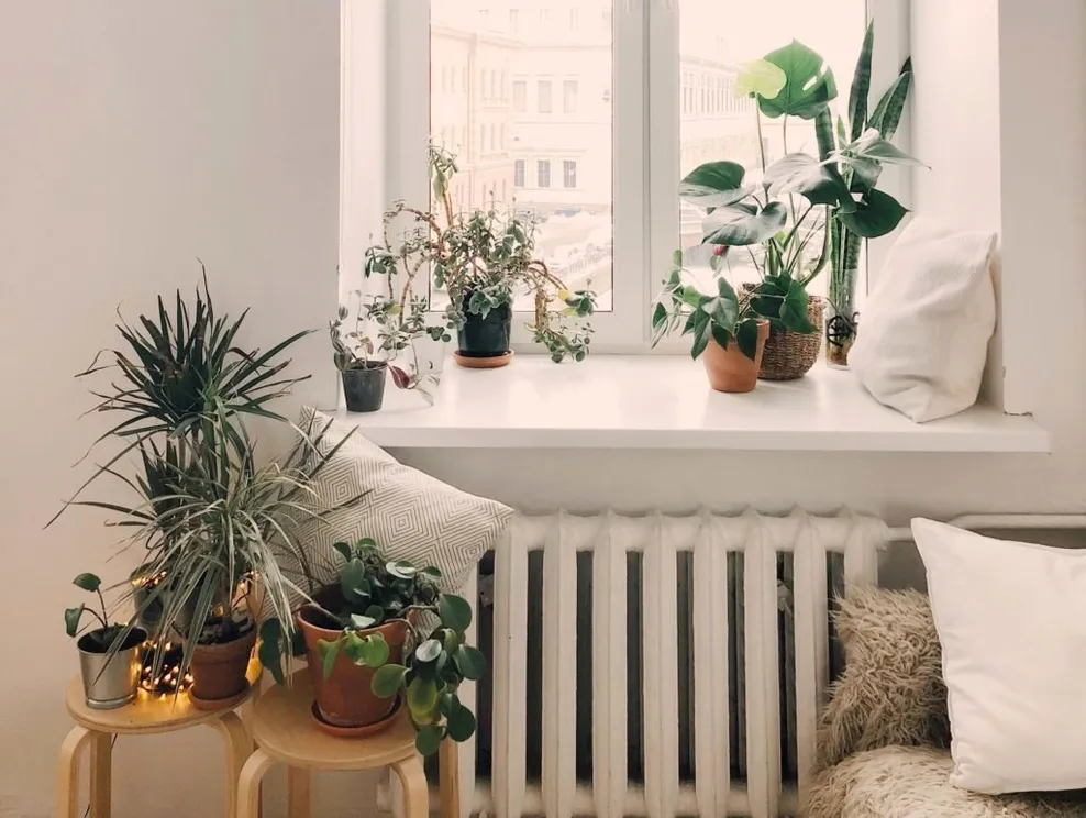 photo-of-green-leaf-potted-plants-on-window-and-stand-930004-1024x771-1